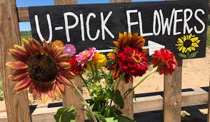 Maybe you would like to learn more about one of these? Where To Pick Your Own Flowers In Central Florida
