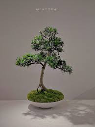 雀舌罗汉松 ●盆景 Podocarpus Bonsai