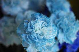 Blue Carnation Eternal Love Blue Carnations Carnation Flower Carnations