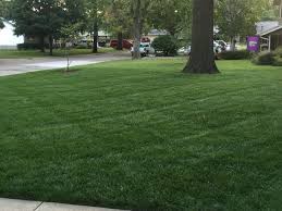 Get answers to your zoysia sod grass questions. Homeowner Do It Yourself Lawn Calendar For Cool Season Grasses K State Turf And Landscape Blog