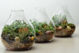 Lichen Terrarium Forest Teardrop Vase Home And Living Etsy Amazing Gardens Easy Garden Garden Planning