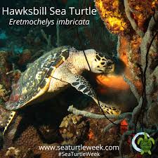 Hawksbill sea turtles live primarily in coral reefs. Hawksbills And The Shell Trade Sea Turtle Preservation Society