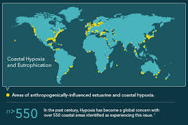 Image result for Hypoxis kilimanjarica