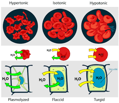 How are plant cells different from red blood cells? 2 1 Osmosis Biology Libretexts