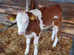 2 luni , cca 200 kg,.avem nevoie de multi , cu acte in regula pt. Vaci Si Junici De Lapte Sau Carne Din Import Posts Facebook