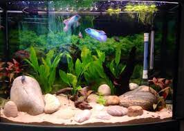 Biorb, tetra, glofish, aqua culture What Is An Unfiltered Tank And How Do I Cultivate One