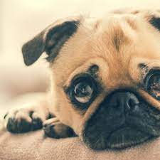 Reasons Dogs Have Panic Attacks And How You Can Help