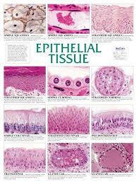 epithelial tissue wall chart premium posters visual