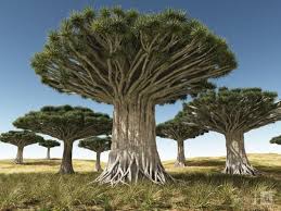 The famous red resin that gives it its name is exuded from the bark after wounding. Pin On Love