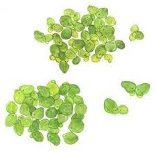 Image result for Spirodela polyrrhiza