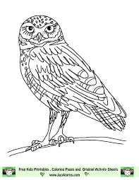 Children's coloring pages on the internet offer a greater assortment of subject matter than the books in the stores can, and if your children want printed coloring books you can fire up that printer of yours and create a customized, one of a kind coloring book for your child. Elf Owl Coloring Page Novocom Top