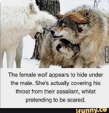 The Female Wolf Appears To Hide Under The Male She S Actually Covering His Threat From Their Assailant Whilst Pretending To Be Scared Ifunny In 2020 Animal Attack Funny Animals Animal Quotes