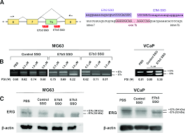 Sso works based upon a trust relationship set up between an application, known as the service provider, and an identity provider, like onelogin. Sso Induced Erg Exon 7b Skipping In Mg63 And Vcap Cells A The 5 And Download Scientific Diagram