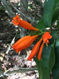 Image result for Adenocalymma