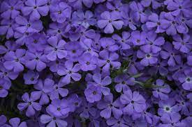 Pin On Proven Winners Perennials
