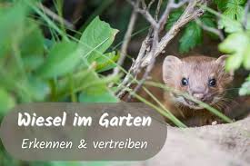 Maus ist nicht gleich maus. Wiesel Im Garten So Reagieren Sie Richtig Gartenlexikon De