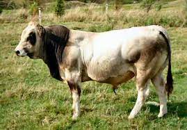 Back in 1998, when i got my first piedmontese, i pretty much knew nothing. Piedmontese Cattle
