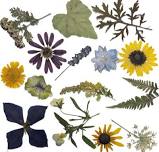 The Art of Pressed Flowers and Dried Botanicals