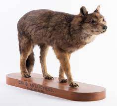 1 appearance 2 diet 3 history 4 biogeography and evolution 5 in culture 6 gallery though the falkland islands wolf was actually a fox, it. Falklandfuchs Wikipedia