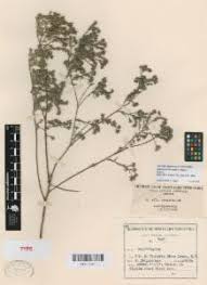 Image result for Brachythrix