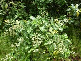 Image result for Gaertnera paniculata