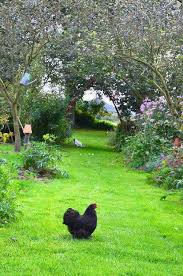 There S Our Chooky Now We Just Need The Country Property Landleben Haustiere Garten