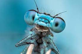 A dragonfly is an insect belonging to the order odonata, infraorder anisoptera (from greek ἄνισος anisos, unequal and πτερόν pteron, wing, because the hindwing is broader than the forewing). Dragonfly Is A Geopolitical And Security Intelligence Service
