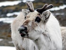 Arctic Animals Spotting Tips Facts Adventuresmith Explorations