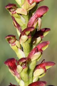 Image result for Sopubia conferta