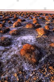 Image result for Halosarcia