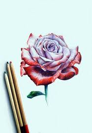 40 Color Pencil Drawings To Having You Cooing With Joy Bored Art Pencil Drawings Of Flowers Flower Drawing Rose Drawing