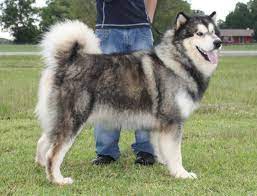 We did not find results for: Lone Star Alaskan Malamutes Home Facebook