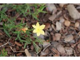 Image result for Menodora heterophylla