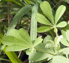 Image result for Crotalaria rhodesiae