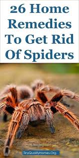 26 Home Remedies Traps And Repellents To Get Rid Of Spiders This Guide Shares Insights On The Following W Get Rid Of Spiders Spiders Repellent Spider Spray
