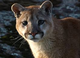 … one doesn't think about big cats being in this. A Perfect Storm How Multi Jurisdictional Management Affects Mountain Lions Dr L Mark Elbroch