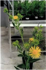 Image result for Berkheya carlinopsis