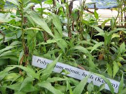 Baca selengkapnya 2 tips cara membuatnya pestisida organik berikut ini. Kesum Wikipedia Bahasa Melayu Ensiklopedia Bebas