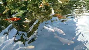 Ikan gabus atau channa atau juga snakehead ini mempunyai penggemar yang banyak. Kolam Ikan Air Tawar Youtube