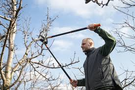 Wann ist der beste zeitpunkt im jahr? Pflaumenbaum Schneiden Tipps Vom Experten Plantura