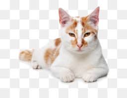 Farsca Kedi Yavru Kopek Populer Kedi Isimleri Hayvan Kedi Seffaf Png Goruntusu
