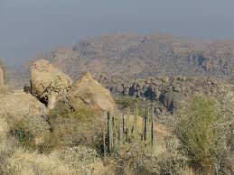 Image result for Rhigozum brevispinosum