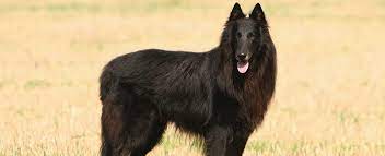 Paw print by kimberlin ferreira rochedo, belgian sheepdog, black and tan coonhound, affenpinscher and basenji by jenna foster, dog by juli , terrier, akita, beagle. Belgian Shepherd Sheepdog Dog Breed Profile Petfinder