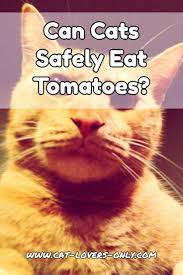 Cats And Tomatoes Are Tomatoes Poisonous To Cats Cat Nutrition What Cats Can Eat Can Dogs Eat Strawberries