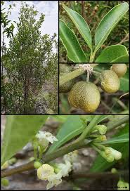 Image result for Anthospermum usambarense