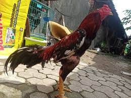 Untuk membuat ayam laga jadi galak di butuhkan ayam yang garis turunannya bagus. Cara Mengetahui Tulangan Ayam Petarung Lentera Inspiratif