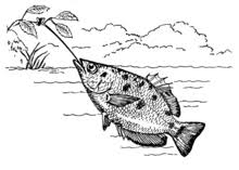 Image result for Archer Fish