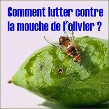 Que Faire Contre La Mouche De L Olivier Fabriquer Un Piege Association Neoules En Fleurs
