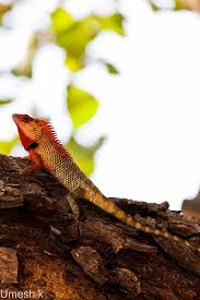 Oriental Garden Lizard 3 Lizard Cute Creatures Reptiles And Amphibians