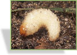 Diese larven werden bis max. Nematoden Heterorhabditis